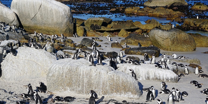 Cute Penguins walking around the granite boulders at the Boulder’s Beach