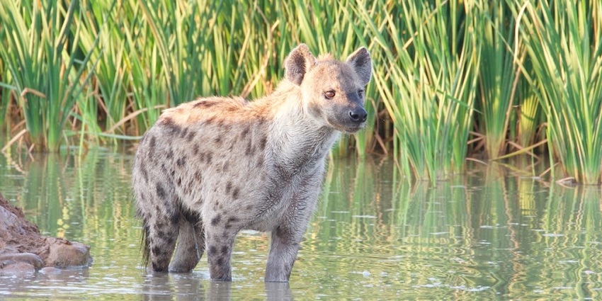 A picture of a Hyena spotted in a pond at the Addo Elephant National Park