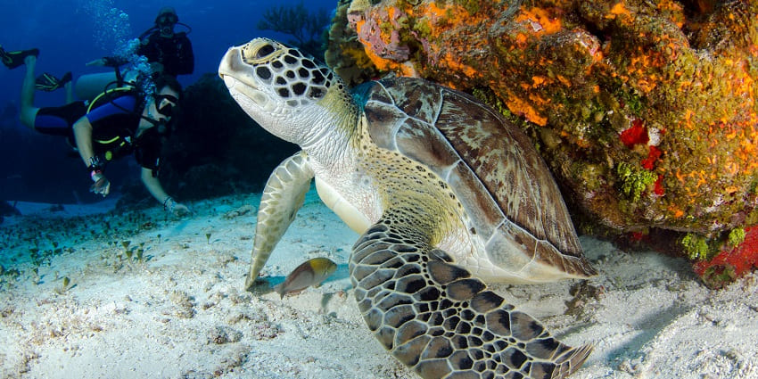 An Image of a turtle on a seabed that you can see after Tarkali scuba diving.