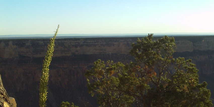 Trees overlooking the Grand Canyon, with expansive views of the canyon's vast landscape.