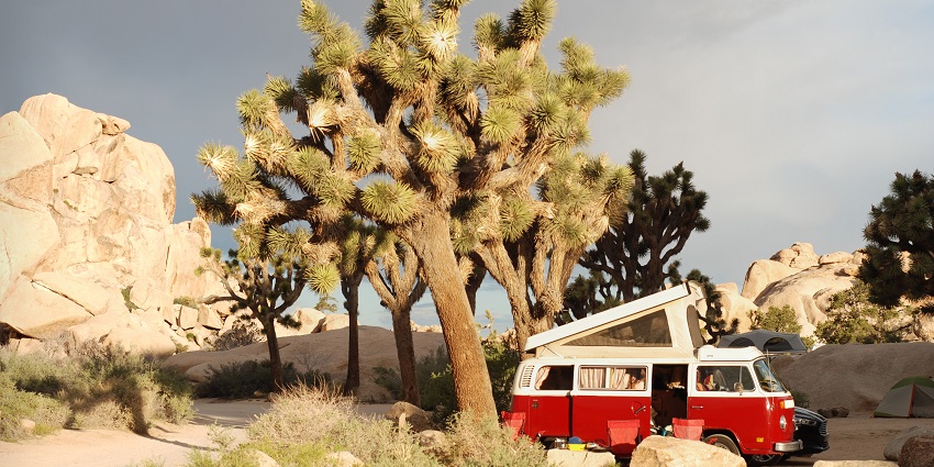 An image of a camp van near a huge tree at the Joshua Tree National Park, California.