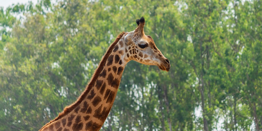 A picture of the Gorewada jungle safari, highlighting ideal Gorewada jungle safari timing.