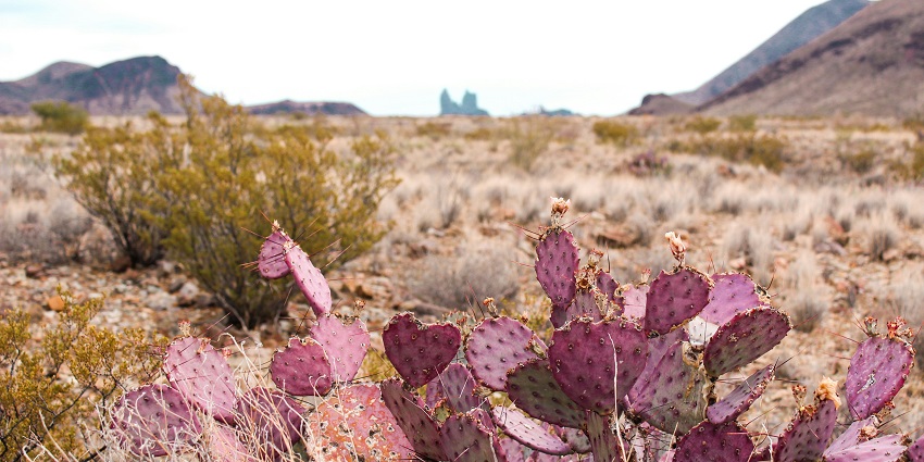Image of Big Bend National Park Cactus with Mule Ears mountain in distance
