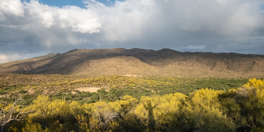 An image of Saguaro National Park, with saguaro cacti and mountains in the background