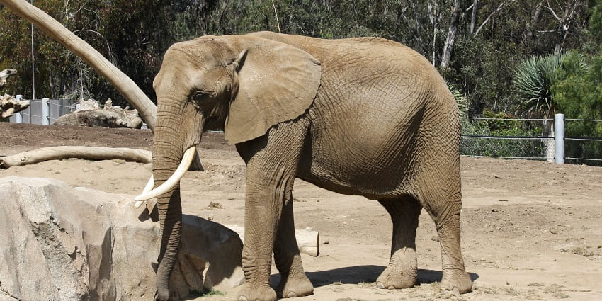 An image of the African bush elephant at the San Diego Zoo standing in its enclosure