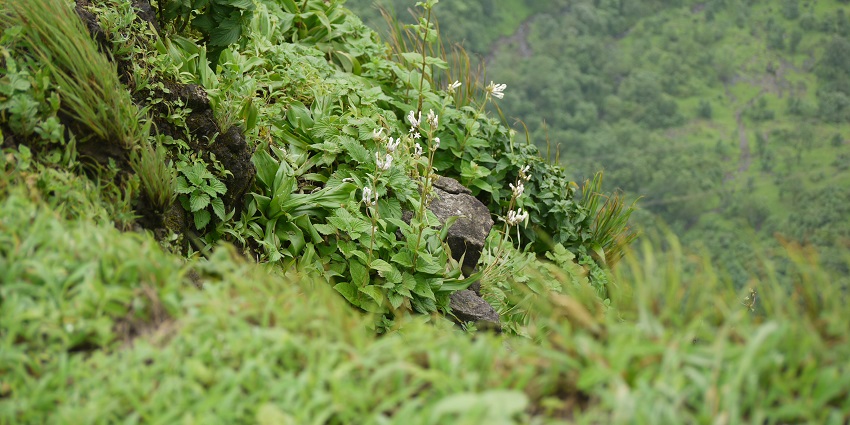 An image of flowers blooming in pleasant weather conditions at Naneghat.