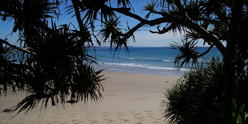 trees and plants at Coolangatta Beach in Gold Coast in Australia