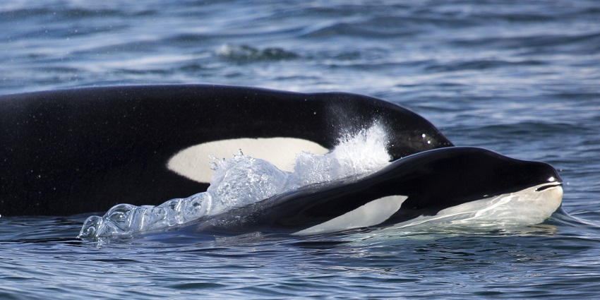 Visiting Palm beach in Australia in the month of August for whale watching