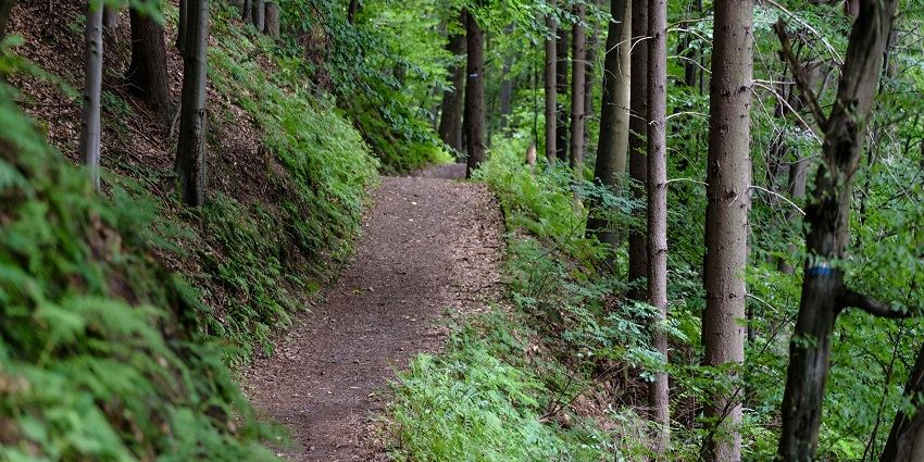 The lush green surroundings while you’re on Anjaneri trekking during monsoon season.