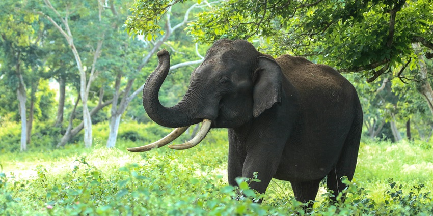 An image of an elephant - November and March when temperatures range from 10 to 25°C