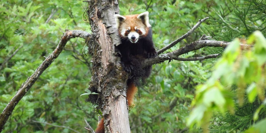 Red Panda spotted at Neora Valley National Park during the month of March.