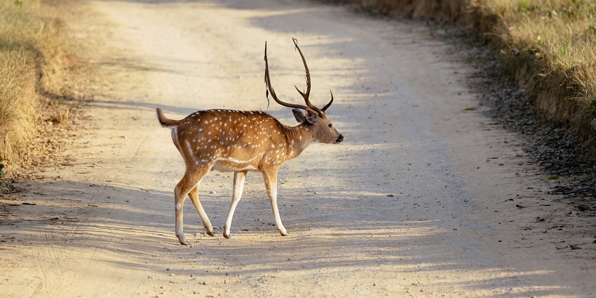 The best time to visit the wildlife sanctuary in Parmadan is during the season of winter.