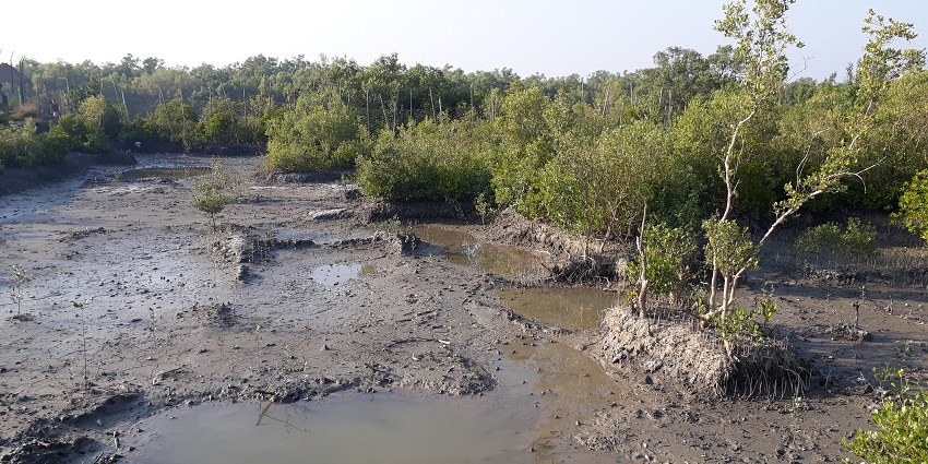Image of a scenic picture of the Sajnekhali Wildlife Sanctuary in the Sundarbans.