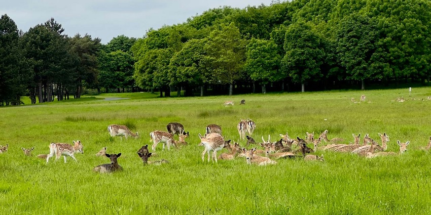 An image of a pathway crossing through the lush green grass and a wildlife sanctuary.