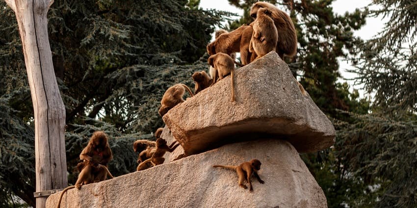 A view of Monkeys sitting on rocks at Ramnabagan Wildlife Sanctuary.