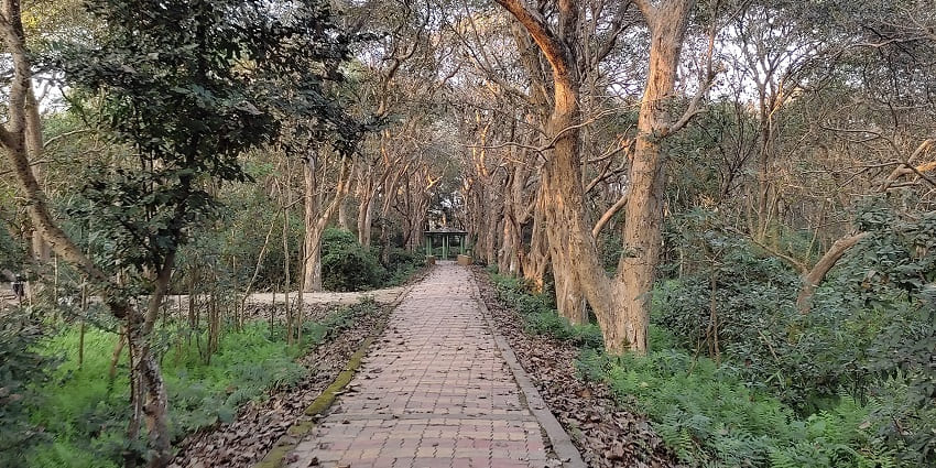 An image of the pathway at Raiganj Wildlife Sanctuary where you can enjoy a nature walk.