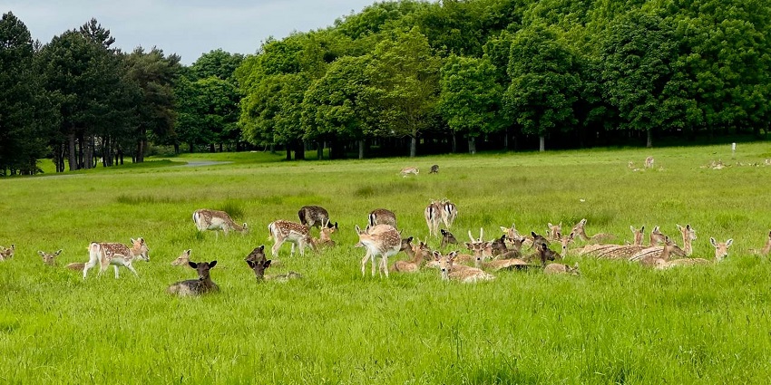 An image of a pathway crossing through the lush green grass and a wildlife sanctuary.