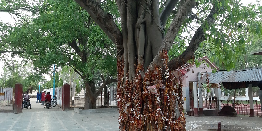A beautiful view of an old banyan tree in the complex of the Kankalitala Temple.