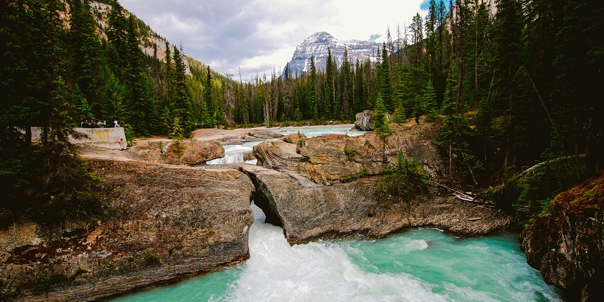 Snapshot of the beautiful river surrounded by green pine trees in the national war