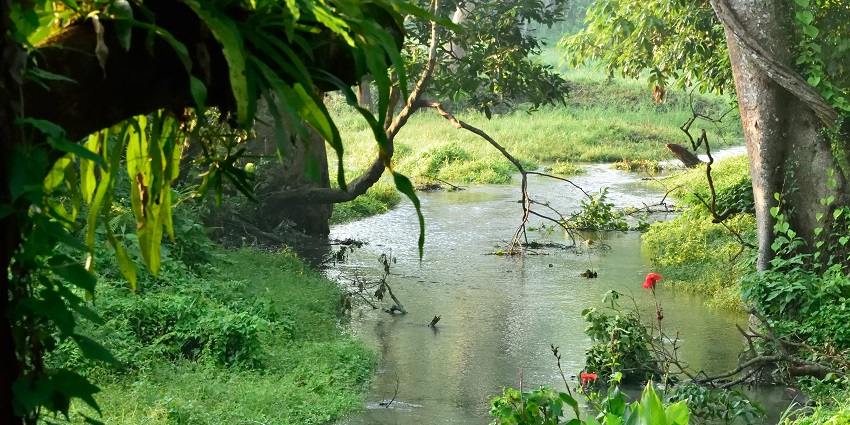 A picture of a canal in the Jaldapra National Park, surrounded by greenery.