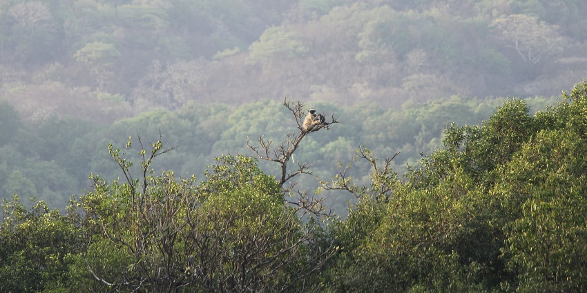 Scenic snapshot of the Bhimashankar Wildlife Sanctuary and its lush dense forest