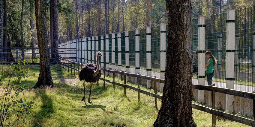 Białowieża forest surrounded by tall green trees with people watching an ostrich.