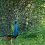 Witness colourful peacocks at the Bibhutibhushan Wildlife Sanctuary in West Bengal.