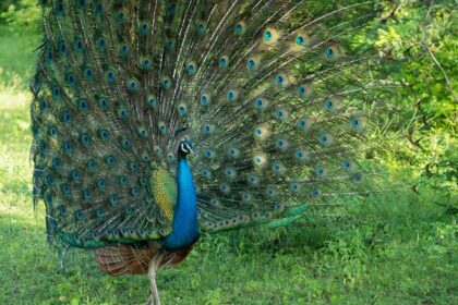 Witness colourful peacocks at the Bibhutibhushan Wildlife Sanctuary in West Bengal.