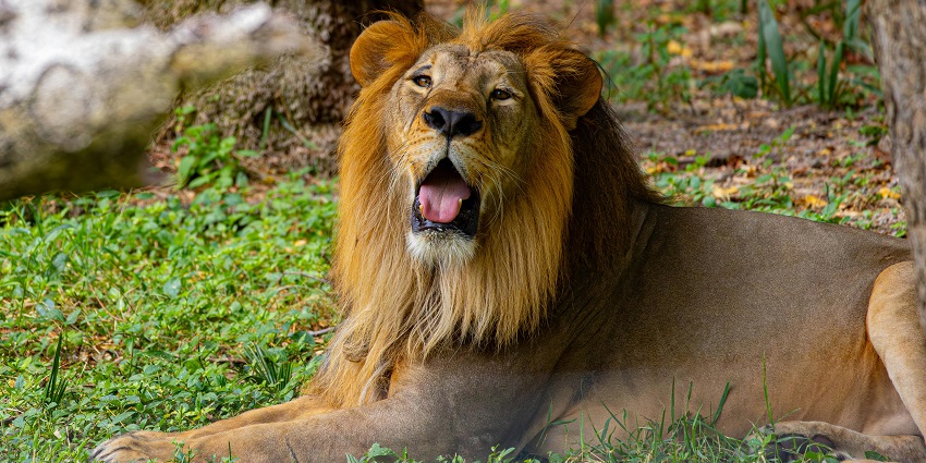 An image of the majestic lion in its natural habitat which can be seen during a safari.