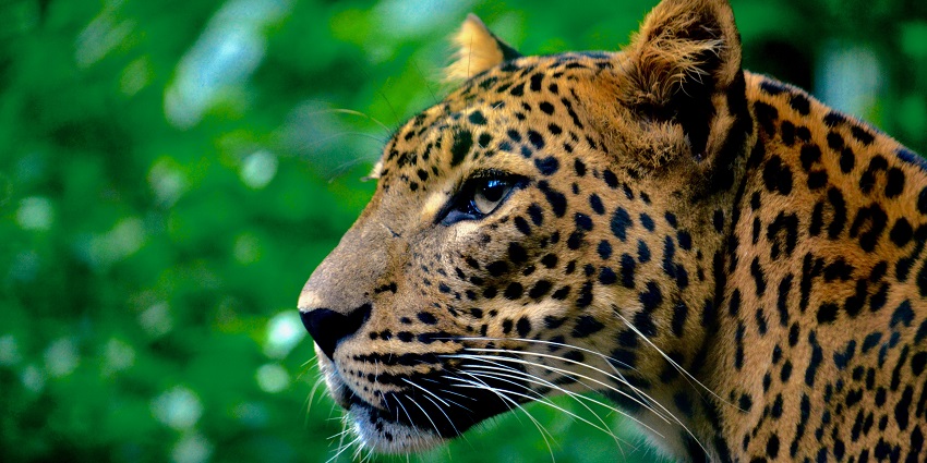 Binsar Wildlife Sanctuary, Uttarakhand features diverse wildlife and scenic hiking trails.
