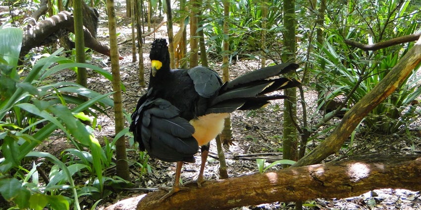 Bird Park, a place to visit near Iguazu National Park, home to unique birds