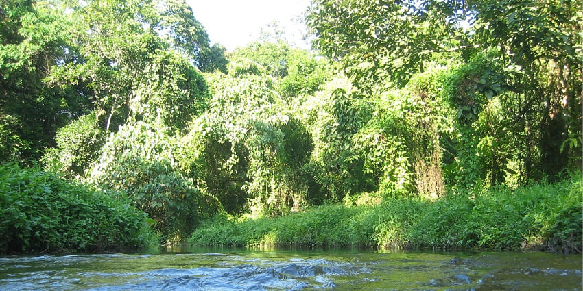An image of the lush green plantation at Mahakal Jhora, Gorumara Jungle Safari.
