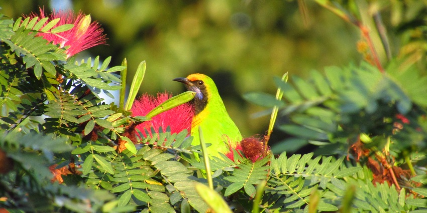 Picture of a golden-fronted Leafbird perched on a branch in Buxa Fort, Buxa Tiger Reserve.