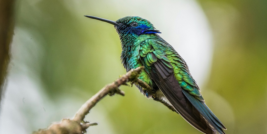 An image capturing in birds at Haliday Island Wildlife Sanctuary, West Bengal.