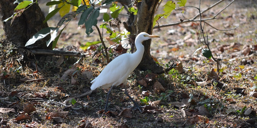 An amazing bird view captured during nature walks at Nagzira jungle safari, Ghoti.