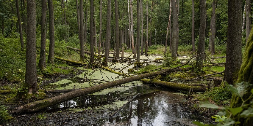 Misty swamp with tall trees and reflections in calm water, near Datta Temple.