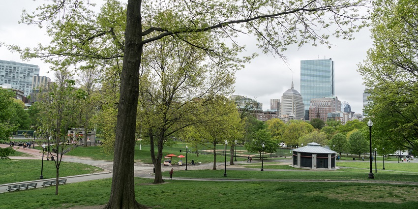 Text: A general view of Boston Common with green grass trees and buildings in background