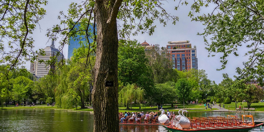 Swan boats in the Boston Public Garden Pond with people seated in one of them