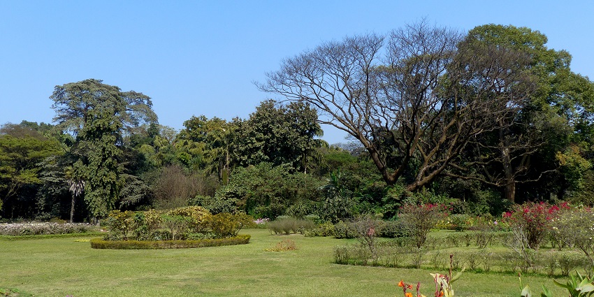 A picture of Botanical Gardens, a lush green location in Kolkata for romantic Valentine's Day.