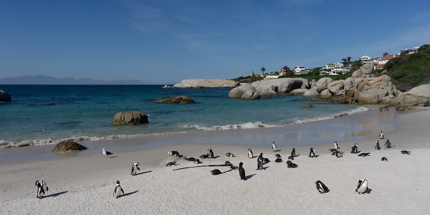 Penguins spotted at the seashore of Boulder Beach near Simon’s Town in South Africa.