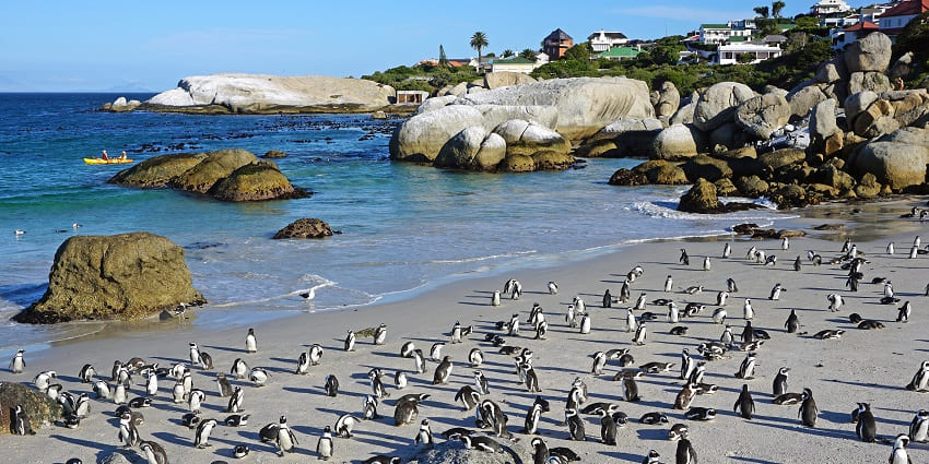 Swim with thousands of penguins in one of the South African beaches.
