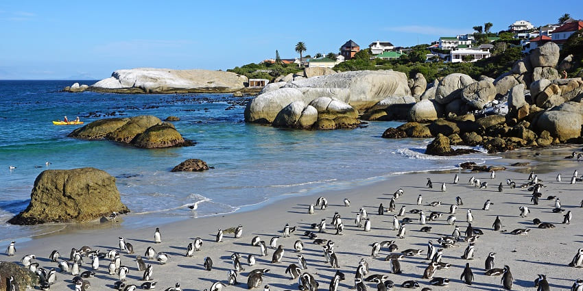 Spend time with penguins at Boulder’s Beach loacted on the breathtaking Cape Peninsula.