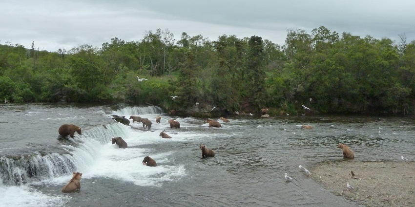 An image of Brown bears fishing at Brooks Falls, with cascading waterfalls in the background