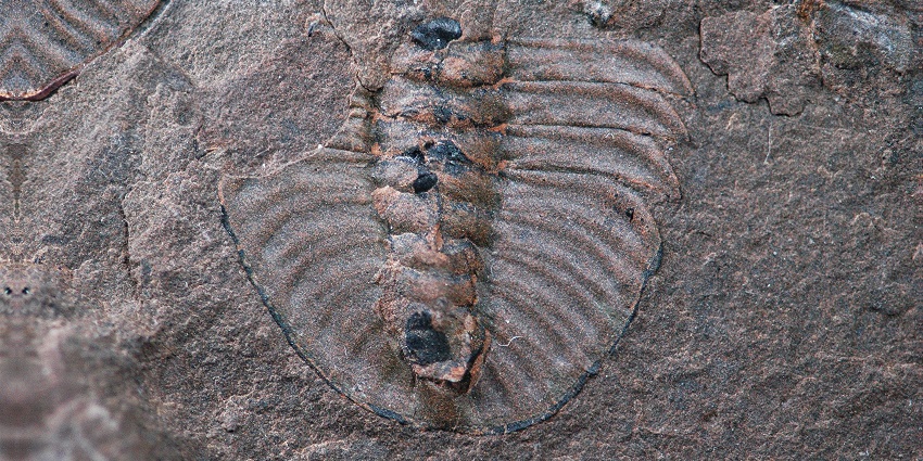 An Image of fossils similar to what is found in Burgess Shale Fossil Beds, a popular destination near Yoho National Park.