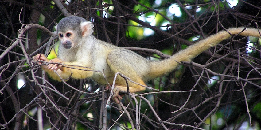 Variety of monkeys spotted at Bush Babies Monkey Wildlife Sanctuary in South Africa