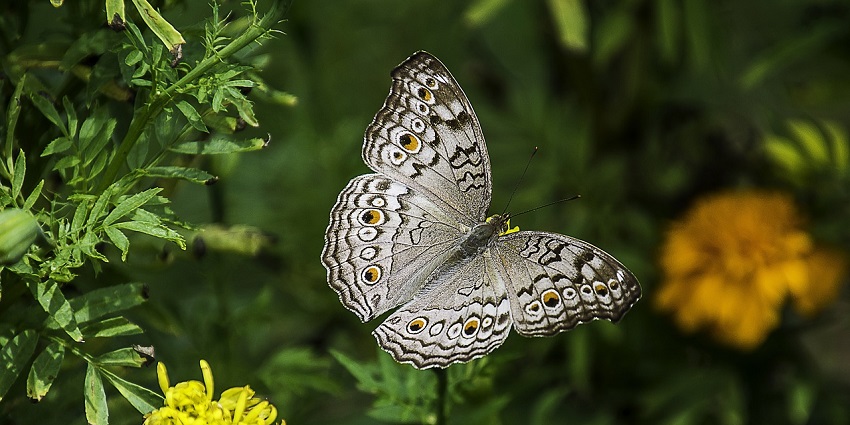 An image of butterflies sitting on the flower, a most famous place near the Bronx Zoo.