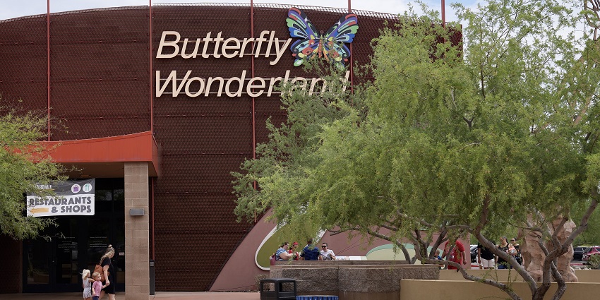 Close-up of a butterfly perched on tropical milkweed flowers in a butterfly wonderland.