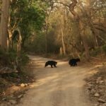 Enjoy camping in Jim Corbett amidst nature and stunning wildlife