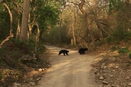 Enjoy camping in Jim Corbett amidst nature and stunning wildlife