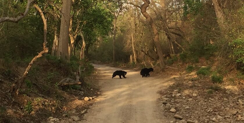 Enjoy camping in Jim Corbett amidst nature and stunning wildlife